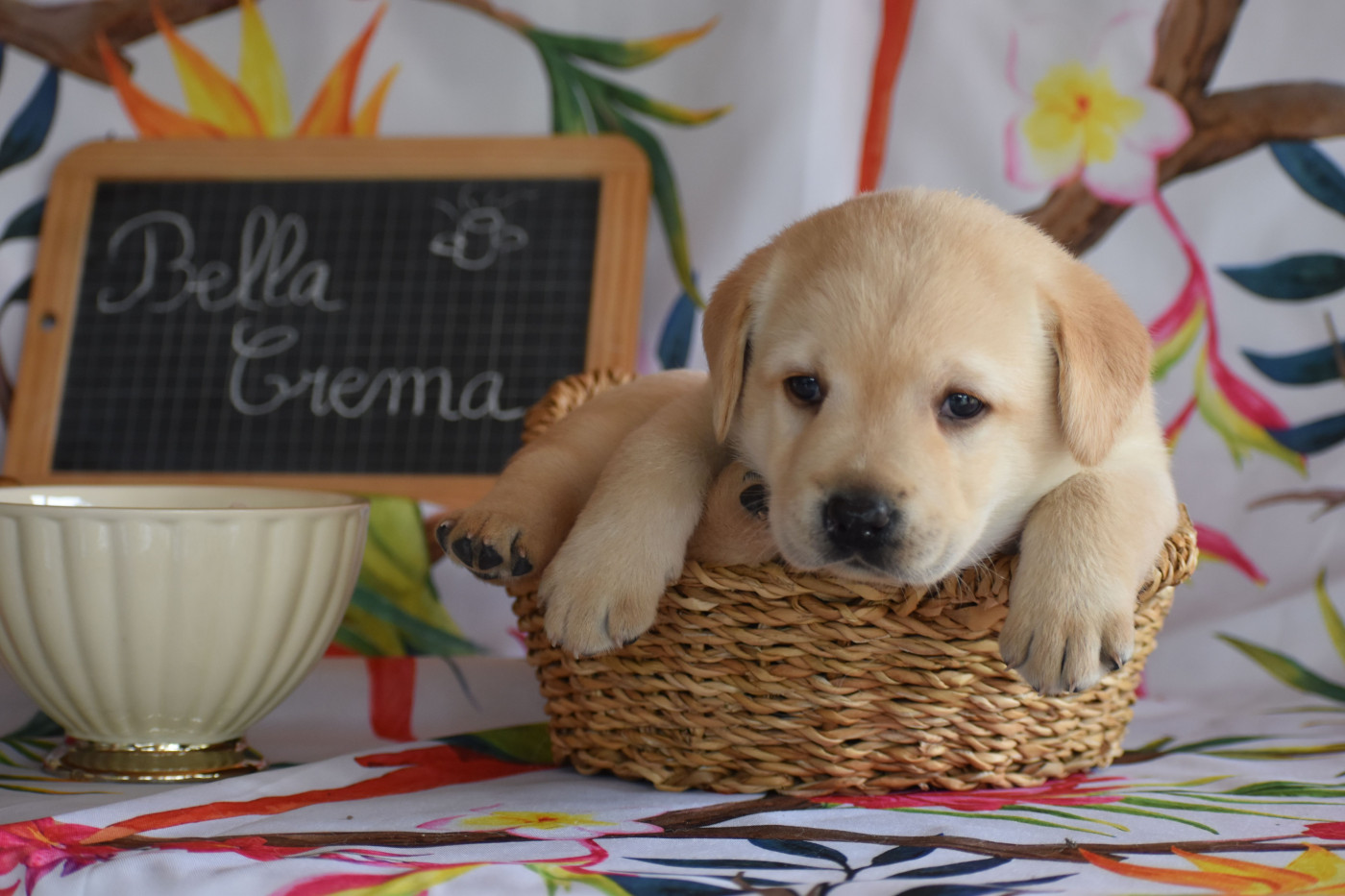 Des bories de yakoubia - Chiots disponibles - Labrador Retriever