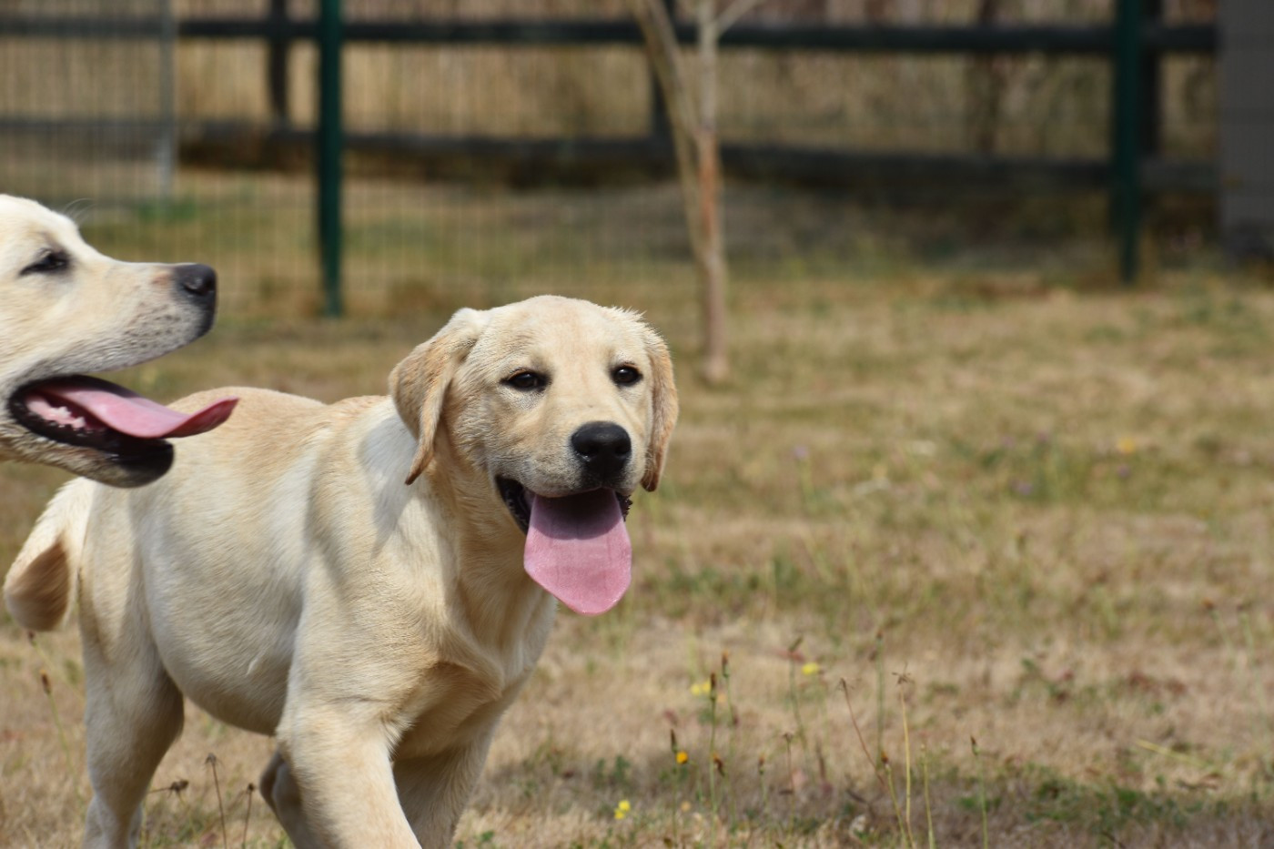Des bories de yakoubia - Chiots disponibles - Labrador Retriever