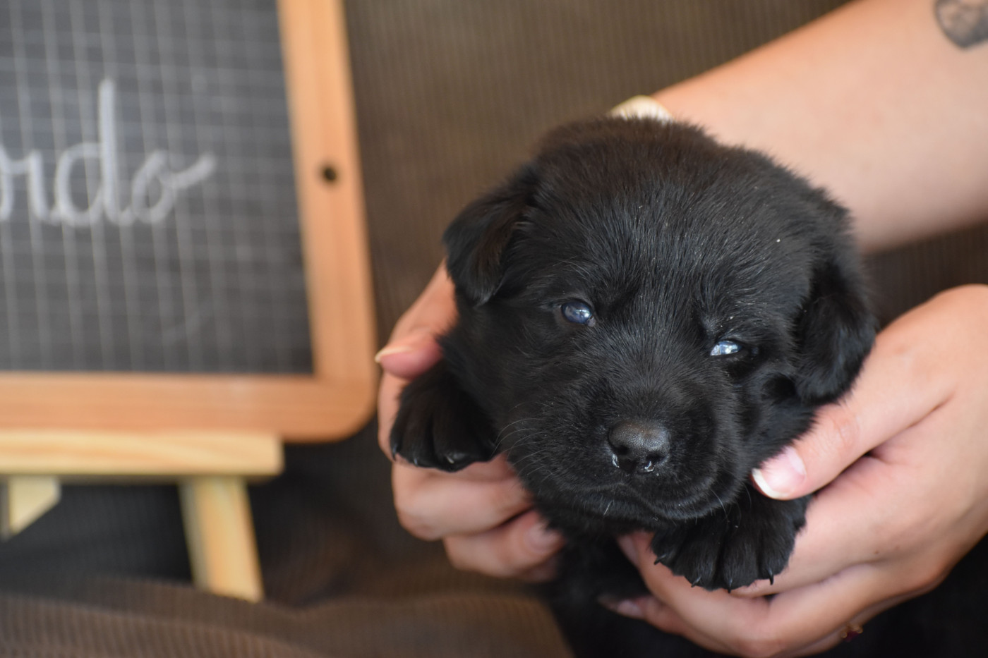 Des bories de yakoubia - Chiots disponibles - Labrador Retriever