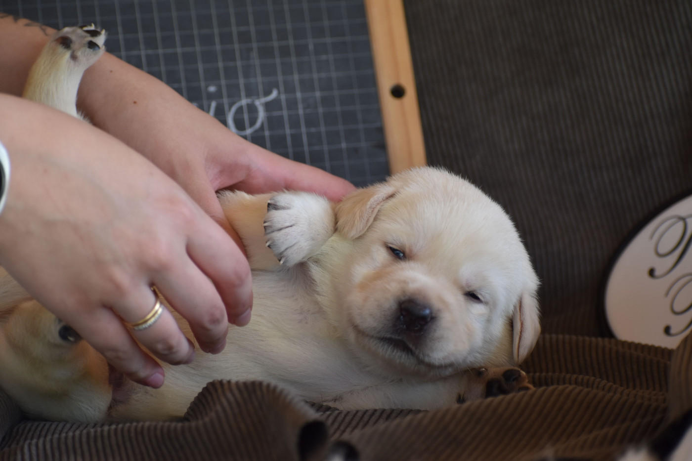 Des bories de yakoubia - Chiots disponibles - Labrador Retriever