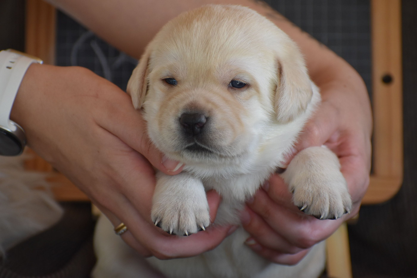 Des bories de yakoubia - Chiots disponibles - Labrador Retriever