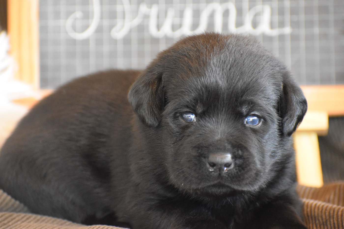 Des bories de yakoubia - Chiots disponibles - Labrador Retriever