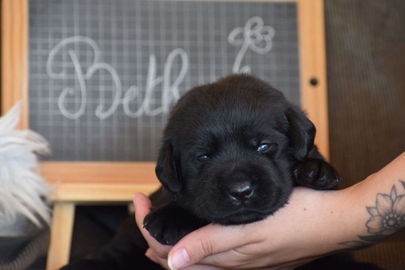 Des bories de yakoubia - Chiots disponibles - Labrador Retriever