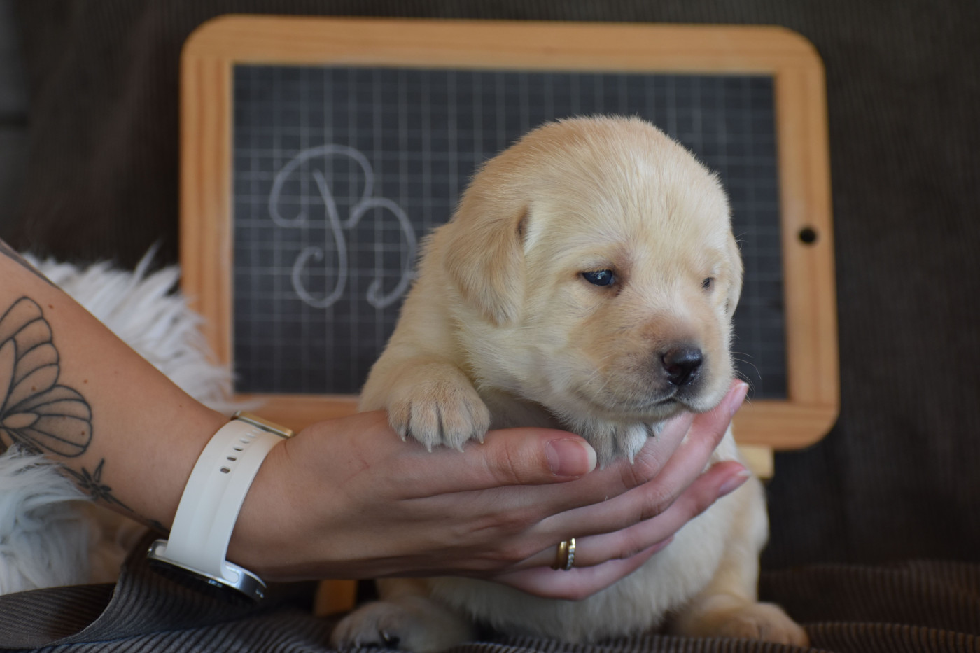 Des bories de yakoubia - Chiots disponibles - Labrador Retriever