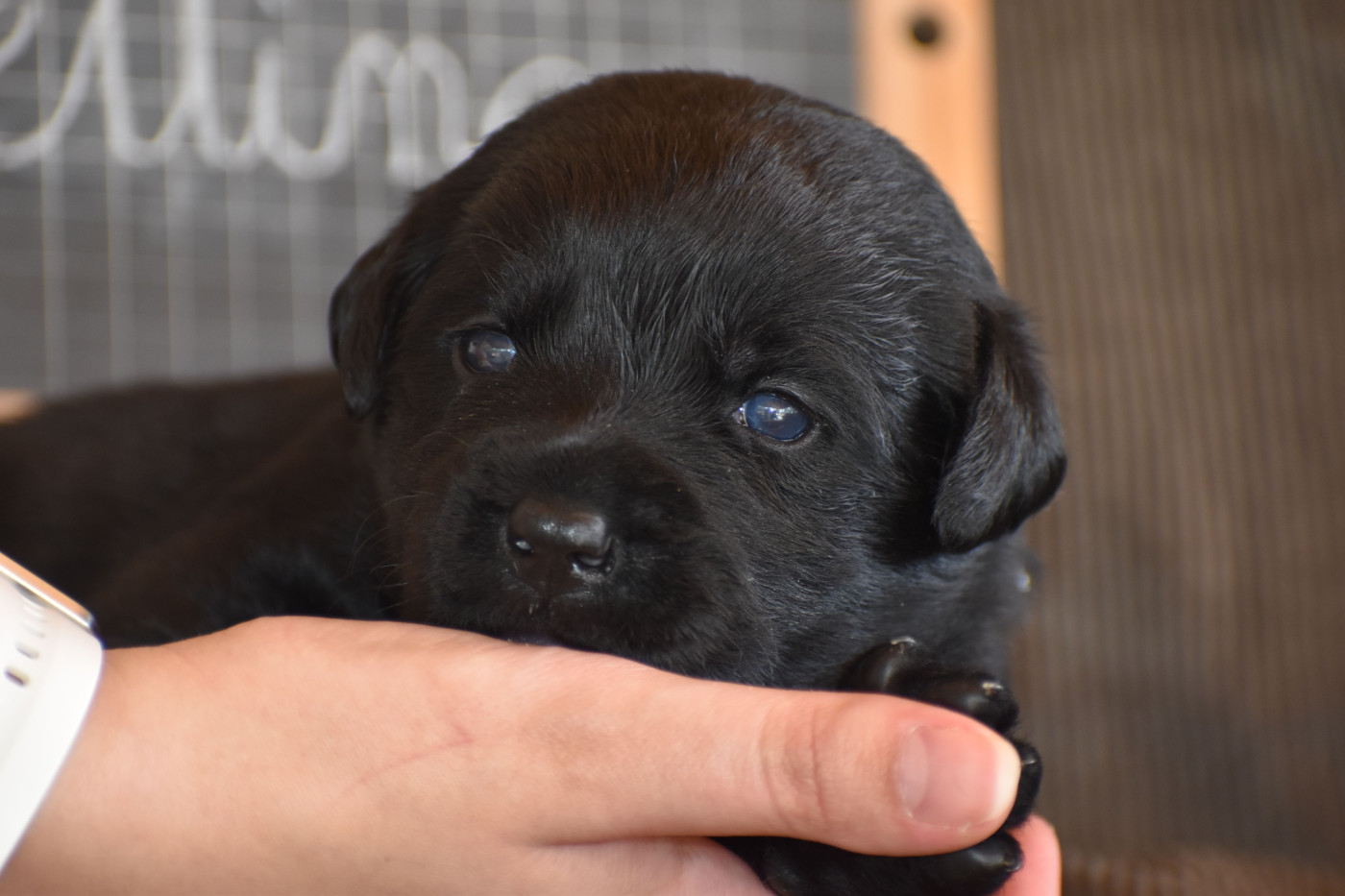 Des bories de yakoubia - Chiots disponibles - Labrador Retriever
