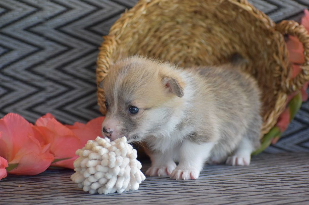 Des bories de yakoubia - Chiots disponibles - Welsh Corgi Pembroke