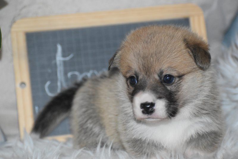 Des bories de yakoubia - Chiots disponibles - Welsh Corgi Pembroke