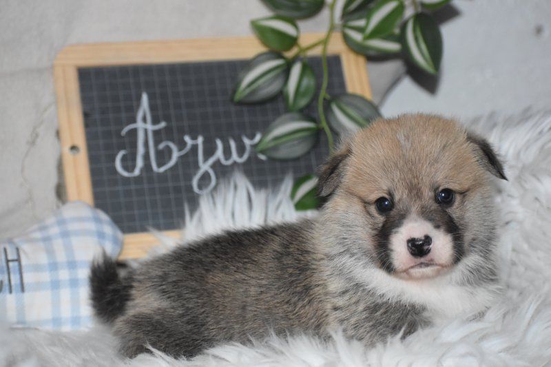 Des bories de yakoubia - Chiots disponibles - Welsh Corgi Pembroke