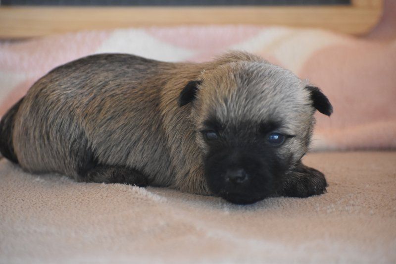 Des bories de yakoubia - Chiots disponibles - Cairn Terrier