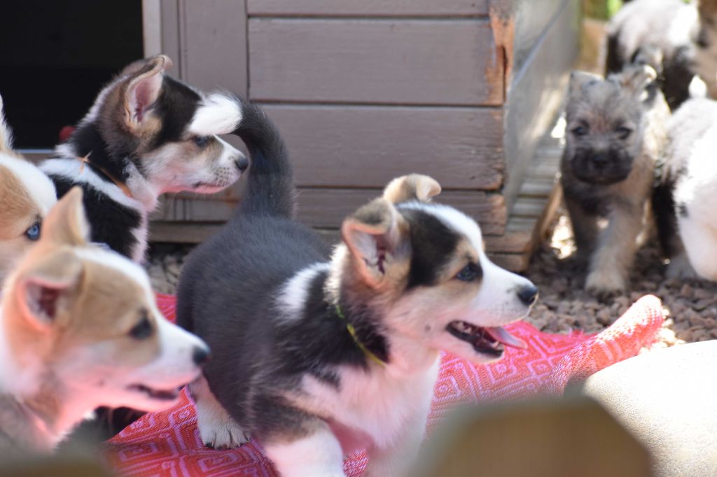 Chiot Welsh Corgi Pembroke Des bories de yakoubia