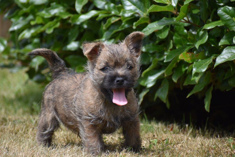 Des bories de yakoubia - Chiots disponibles - Cairn Terrier