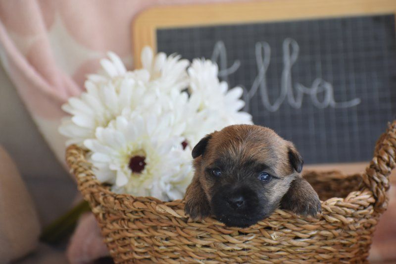 Des bories de yakoubia - Chiots disponibles - Cairn Terrier