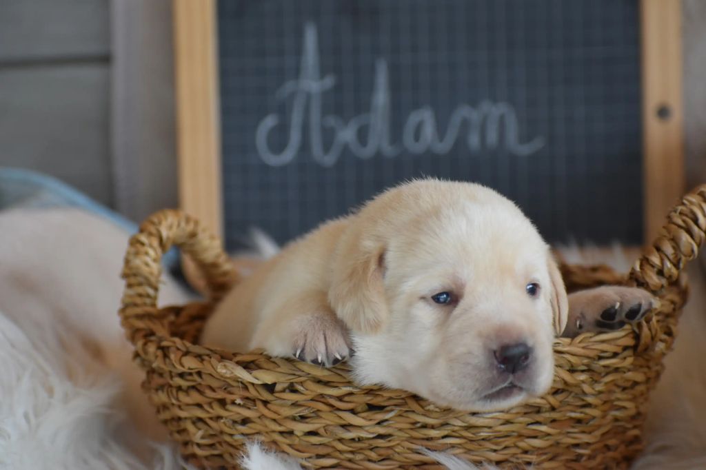 Des bories de yakoubia - Chiots disponibles - Labrador Retriever