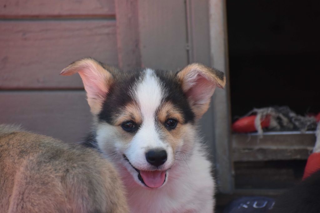 Des bories de yakoubia - Chiots disponibles - Welsh Corgi Pembroke