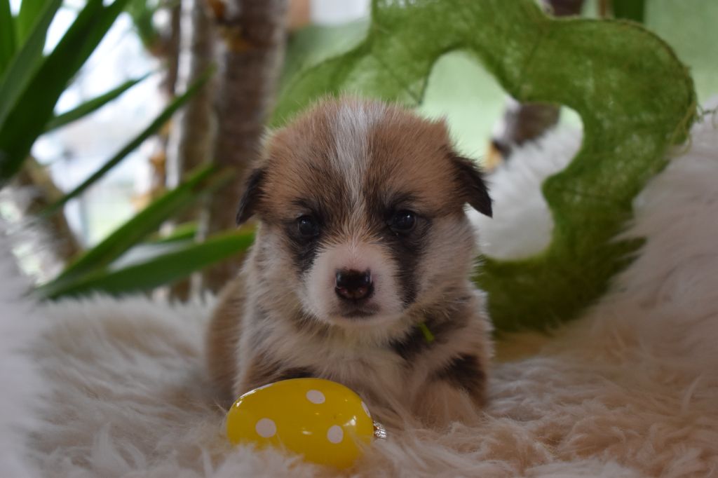 Chiot Welsh Corgi Pembroke Des bories de yakoubia