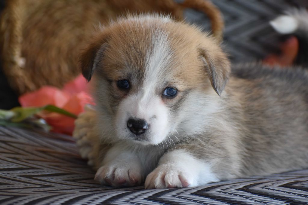 Des bories de yakoubia - Chiots disponibles - Welsh Corgi Pembroke