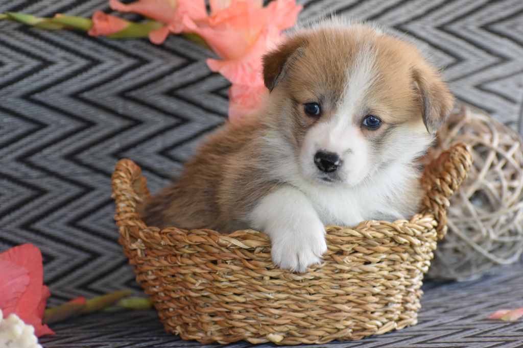 Chiot Welsh Corgi Pembroke Des bories de yakoubia