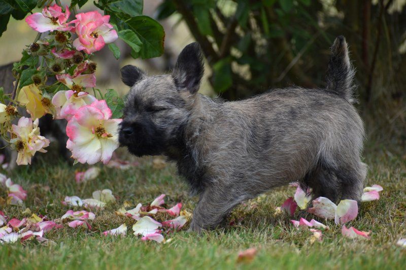 Des bories de yakoubia - Chiots disponibles - Cairn Terrier