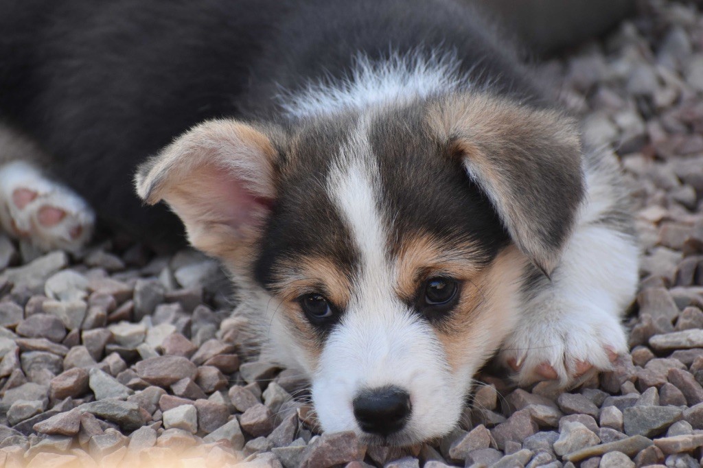 Des bories de yakoubia - Chiots disponibles - Welsh Corgi Pembroke