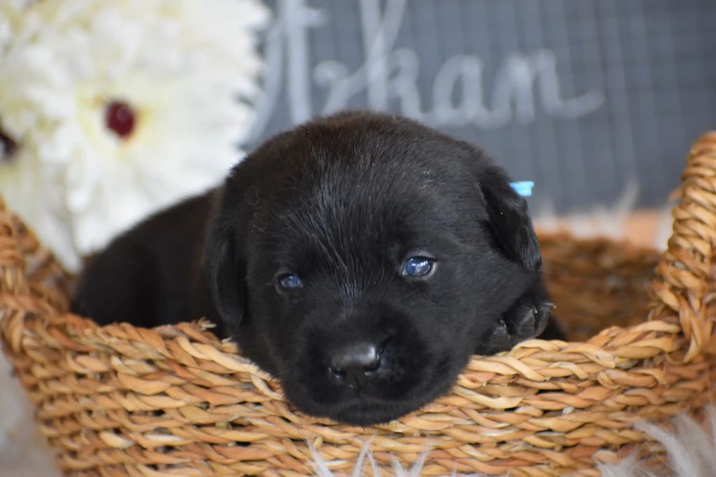 Des bories de yakoubia - Chiots disponibles - Labrador Retriever