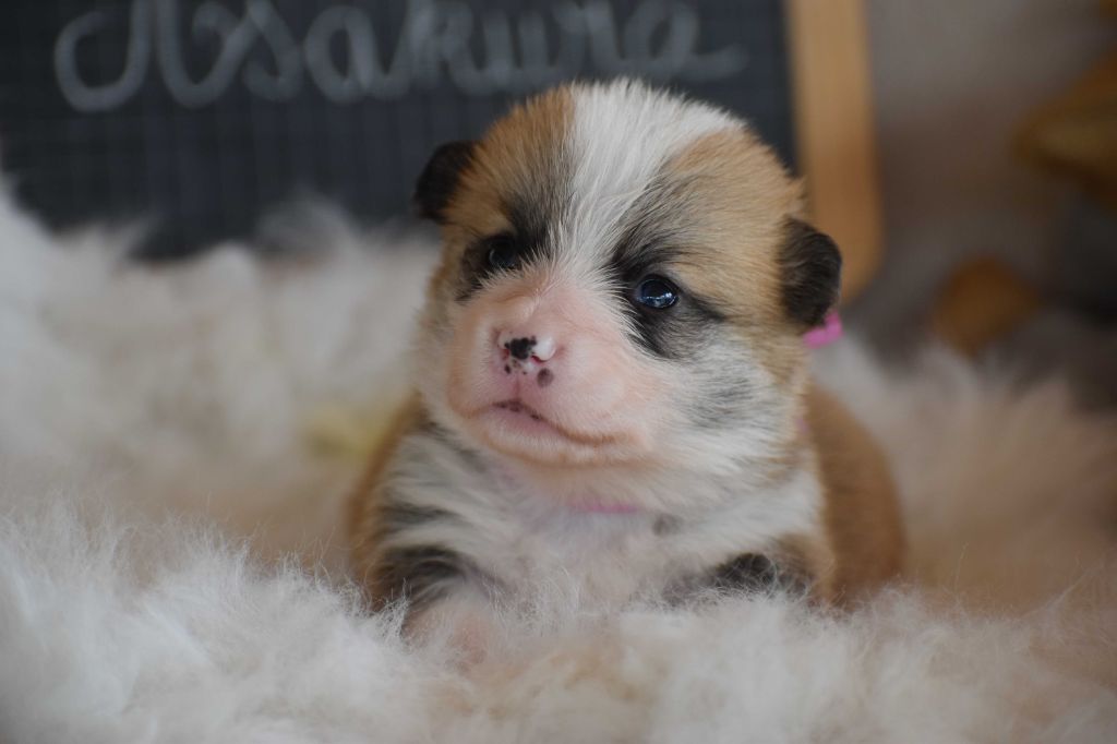 Chiot Welsh Corgi Pembroke Des bories de yakoubia