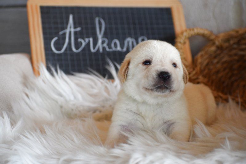 Des bories de yakoubia - Chiots disponibles - Labrador Retriever