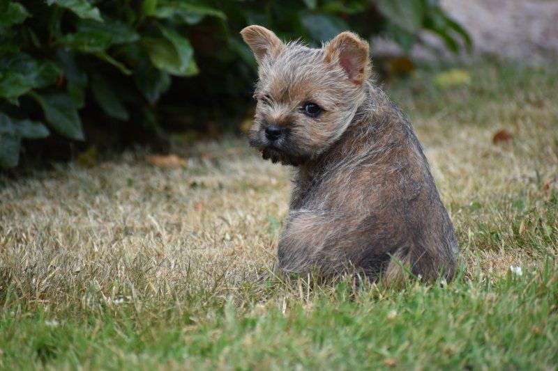 Des bories de yakoubia - Chiots disponibles - Cairn Terrier