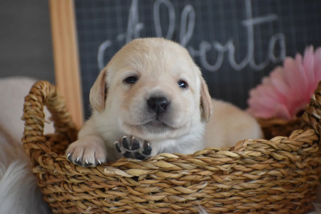 Chiot Labrador Retriever Des bories de yakoubia