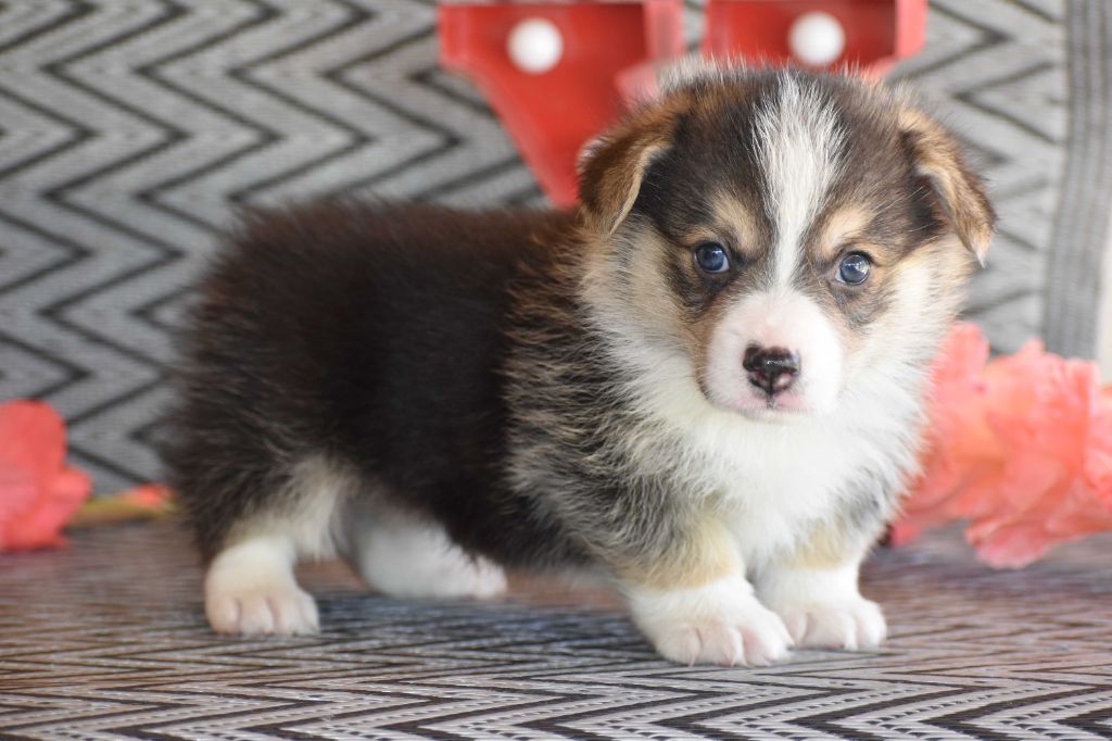 Des bories de yakoubia - Chiots disponibles - Welsh Corgi Pembroke