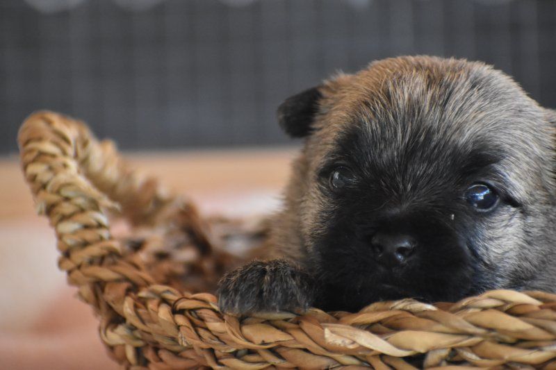 Des bories de yakoubia - Chiots disponibles - Cairn Terrier