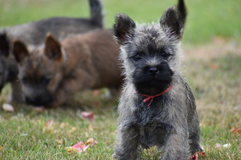 Des bories de yakoubia - Chiots disponibles - Cairn Terrier
