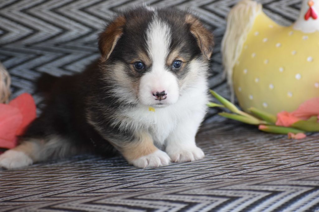 Des bories de yakoubia - Chiots disponibles - Welsh Corgi Pembroke