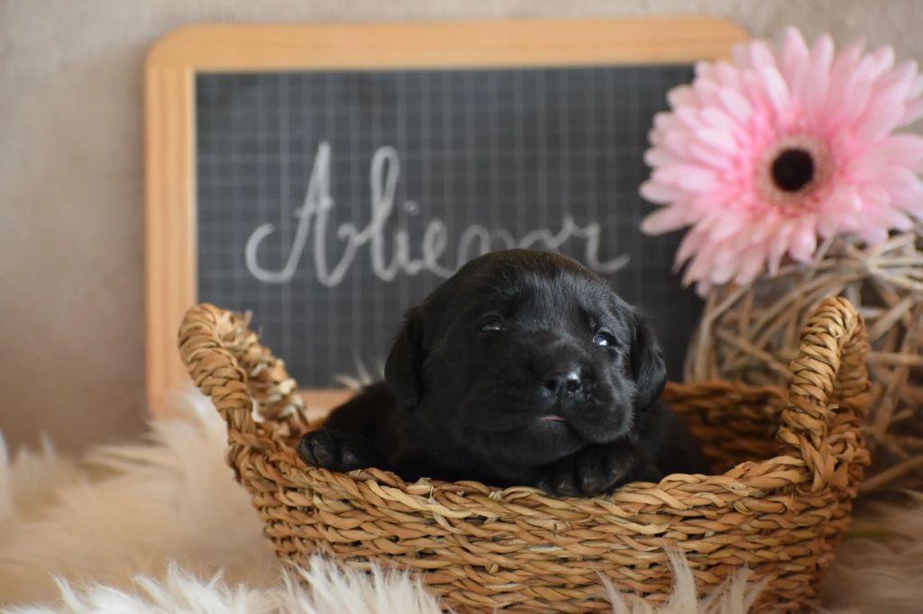 Des bories de yakoubia - Chiots disponibles - Labrador Retriever