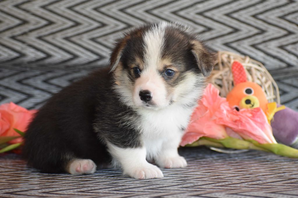 Des bories de yakoubia - Chiots disponibles - Welsh Corgi Pembroke