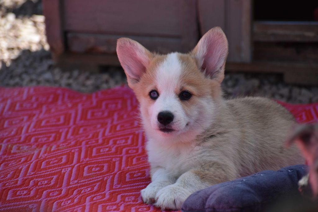 Des bories de yakoubia - Chiots disponibles - Welsh Corgi Pembroke