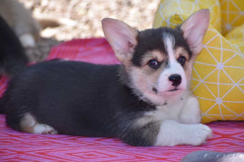 Des bories de yakoubia - Chiots disponibles - Welsh Corgi Pembroke