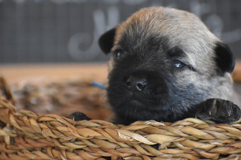 Des bories de yakoubia - Chiots disponibles - Cairn Terrier