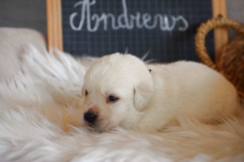 Des bories de yakoubia - Chiots disponibles - Labrador Retriever