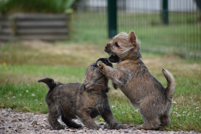 Chiot Cairn Terrier Des bories de yakoubia