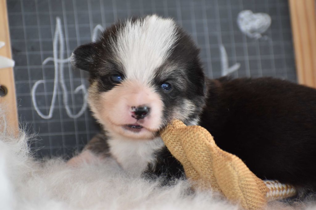 Des bories de yakoubia - Chiots disponibles - Welsh Corgi Pembroke