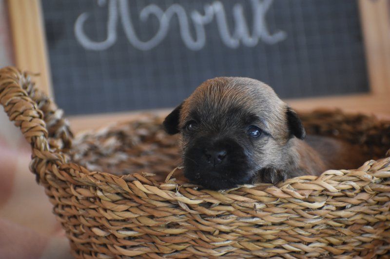 Des bories de yakoubia - Chiots disponibles - Cairn Terrier