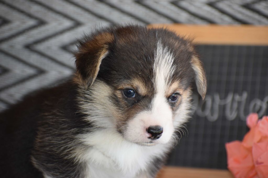 Des bories de yakoubia - Chiots disponibles - Welsh Corgi Pembroke