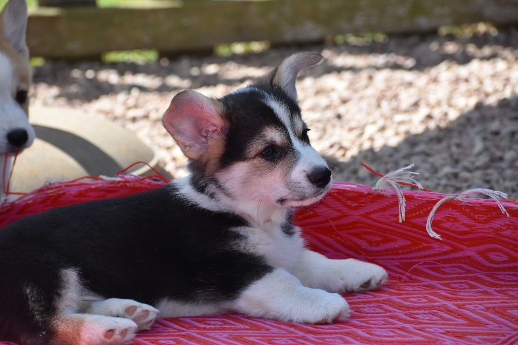 Des bories de yakoubia - Chiots disponibles - Welsh Corgi Pembroke