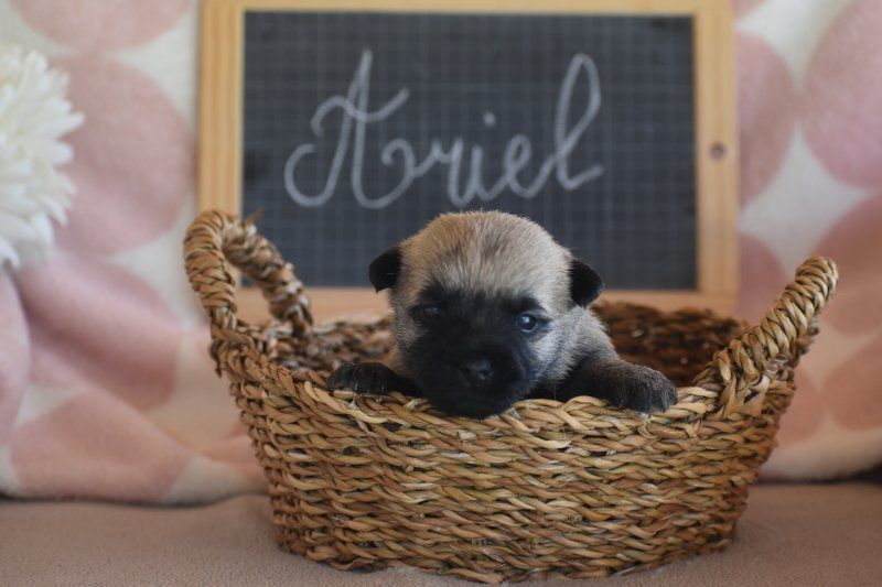 Des bories de yakoubia - Chiots disponibles - Cairn Terrier