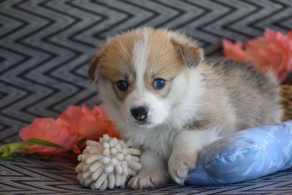 Des bories de yakoubia - Chiots disponibles - Welsh Corgi Pembroke
