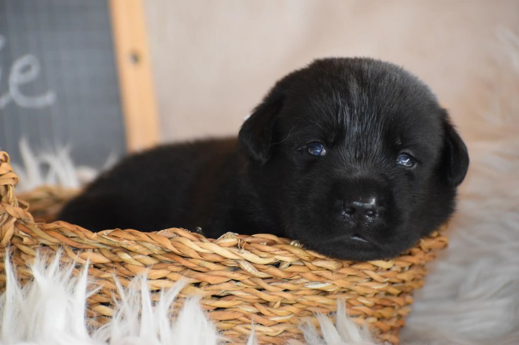 Des bories de yakoubia - Chiots disponibles - Labrador Retriever