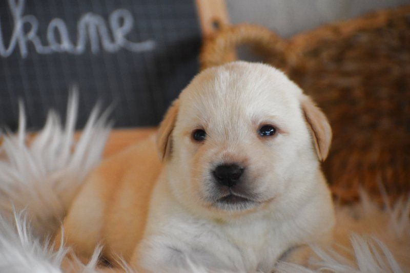 Chiot Labrador Retriever Des bories de yakoubia